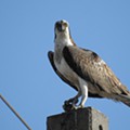 Águia-pesqueira (Pandion haliaetus)